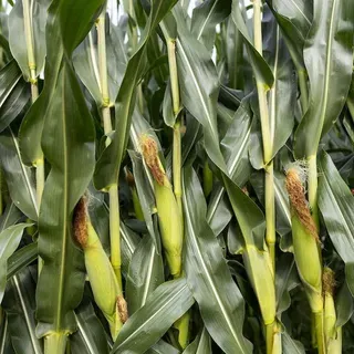 thumbnail for publication: Corn